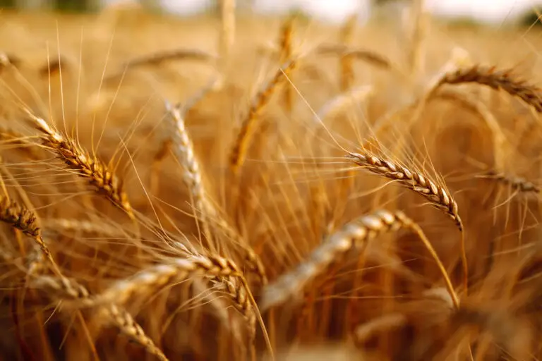 Welche Versicherungen bieten Schutz gegen Ernteausfälle in der Landwirtschaft?