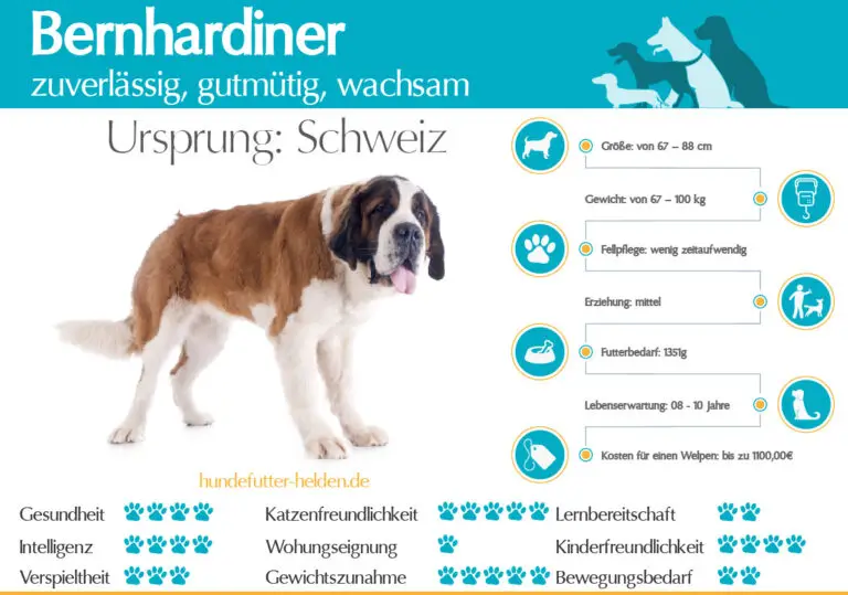 Welche Zusatzversicherungen sind sinnvoll, wenn man ein Haustier in der Schweiz hat?
