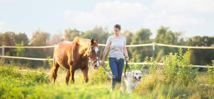 Wie funktioniert die Haftpflichtversicherung für Tierhalter in der Schweiz?